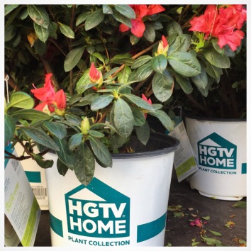 HGTV HOME Plant Collection